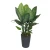 زرعة ديكور ديفنباخيا صناعية، طول 90 سم 