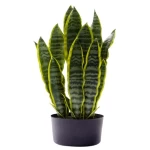  شجرة جلد النمر صناعية، أبعاد 57 سم، لون أخضر 