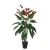 Aglo Nema plant For Decor, Green 